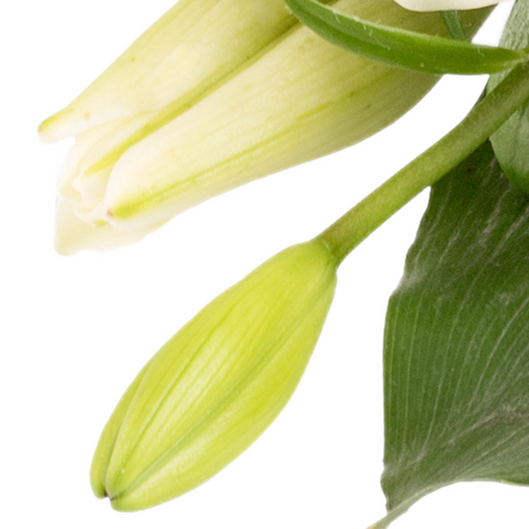 Liegestrauß Liebevoller Gruß