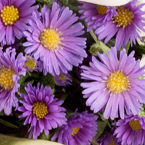 Liegestrauß Liebevoller Gruß