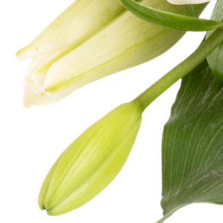 Sympathy Bouquet Liebevoller Gruß