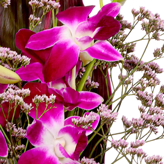 Asiatic Orchids with vase